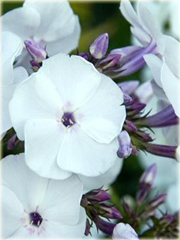 Płomyk wiechowaty All in One, floks Phlox paniculata